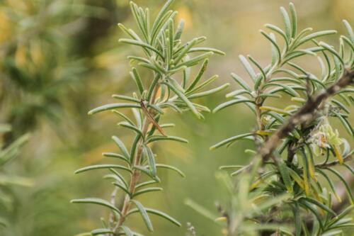 Closeup Selective Focus Shot Growing Green Plants Perfect