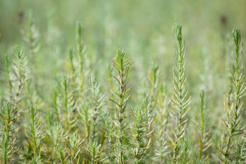Rosemary Plants Nature